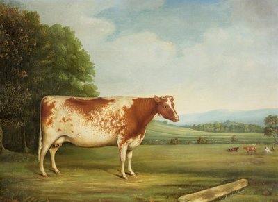 A Prize Shorthorn Cow in a Landscape by English School